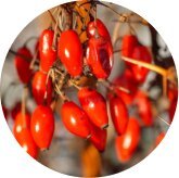 Berberine HCl