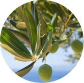 Olive Leaf Extract