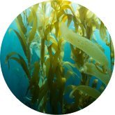 Japanese Sea Kelp